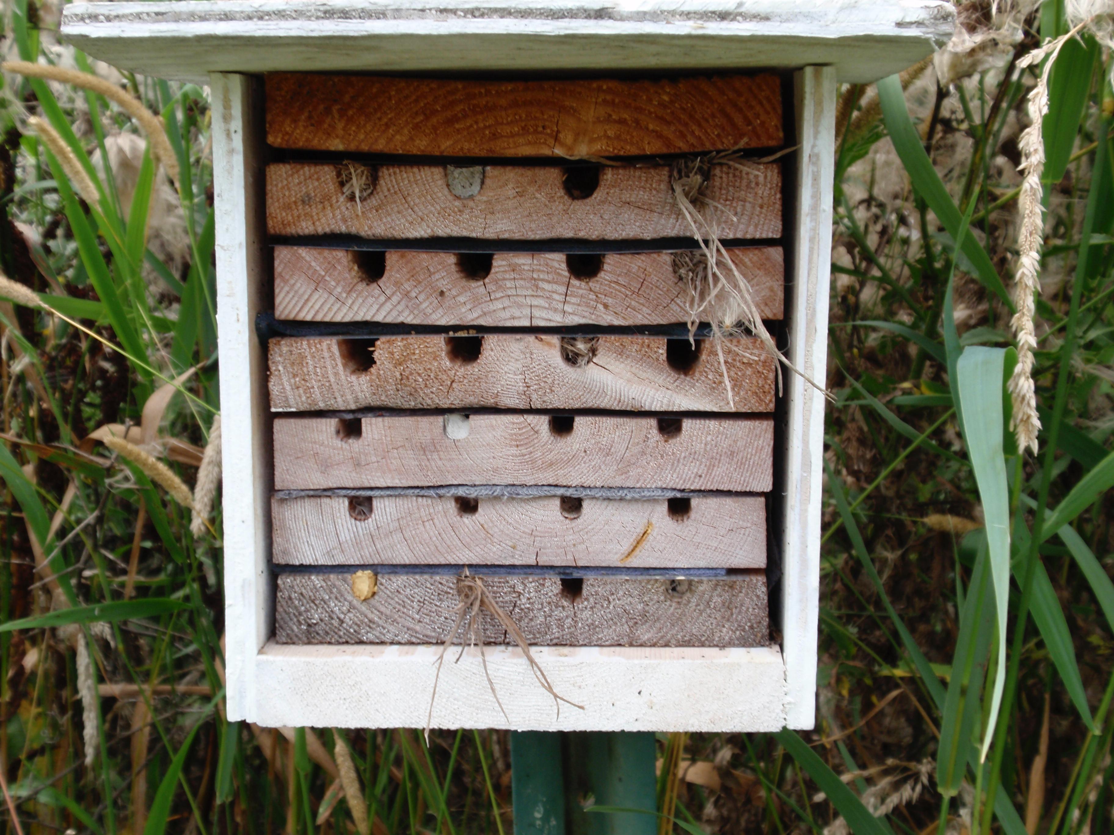 A bee hotel with grass-carrying wasp nests.